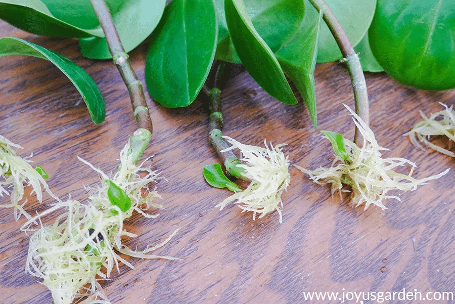 many roots appearing out of the ends of baby rubber plant cuttings