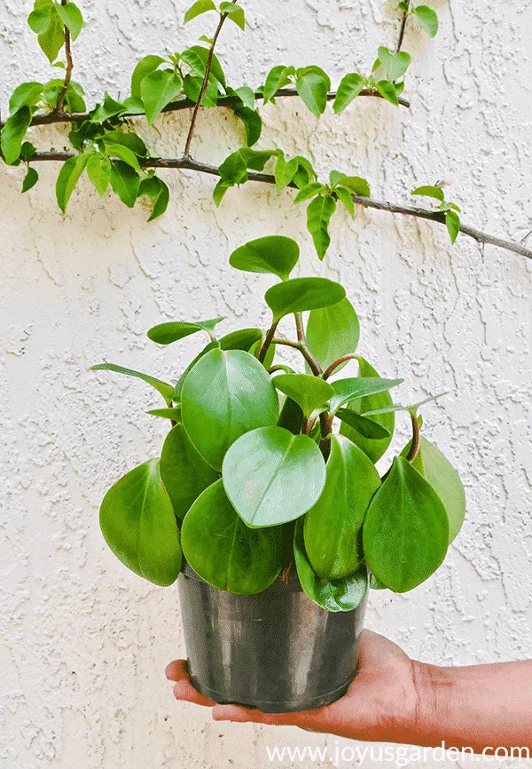 a hand holds a 6" pot planted with baby rubber plant peperomia obtusifolia cuttings