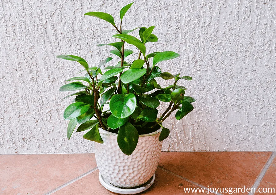 a baby rubber plant peperomia obtusifolia grows an a glossy pearl ceramic pot