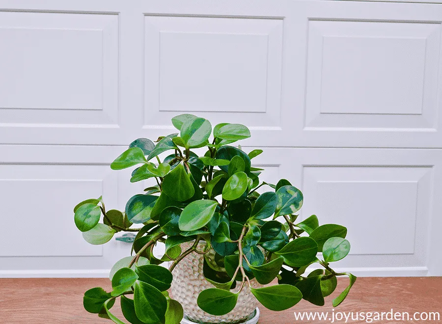 a baby rubber plant peperomia obtusifolia spills out of a glossy pearl ceramic pot