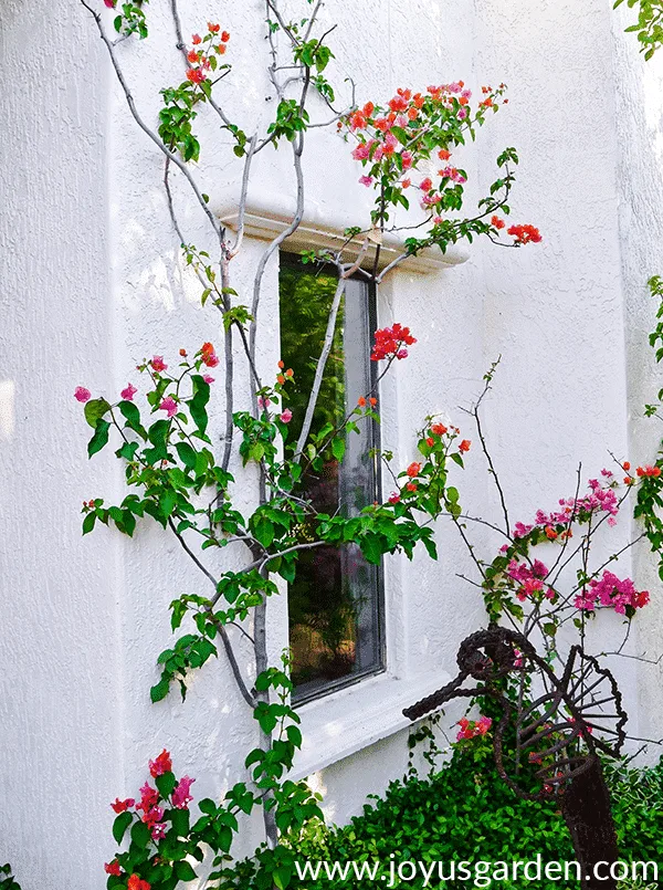 3 thin bougainvilleas grow against a white house in early spring