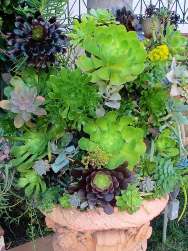 cropped-how-much-sun-do-succulents-need-1.jpg