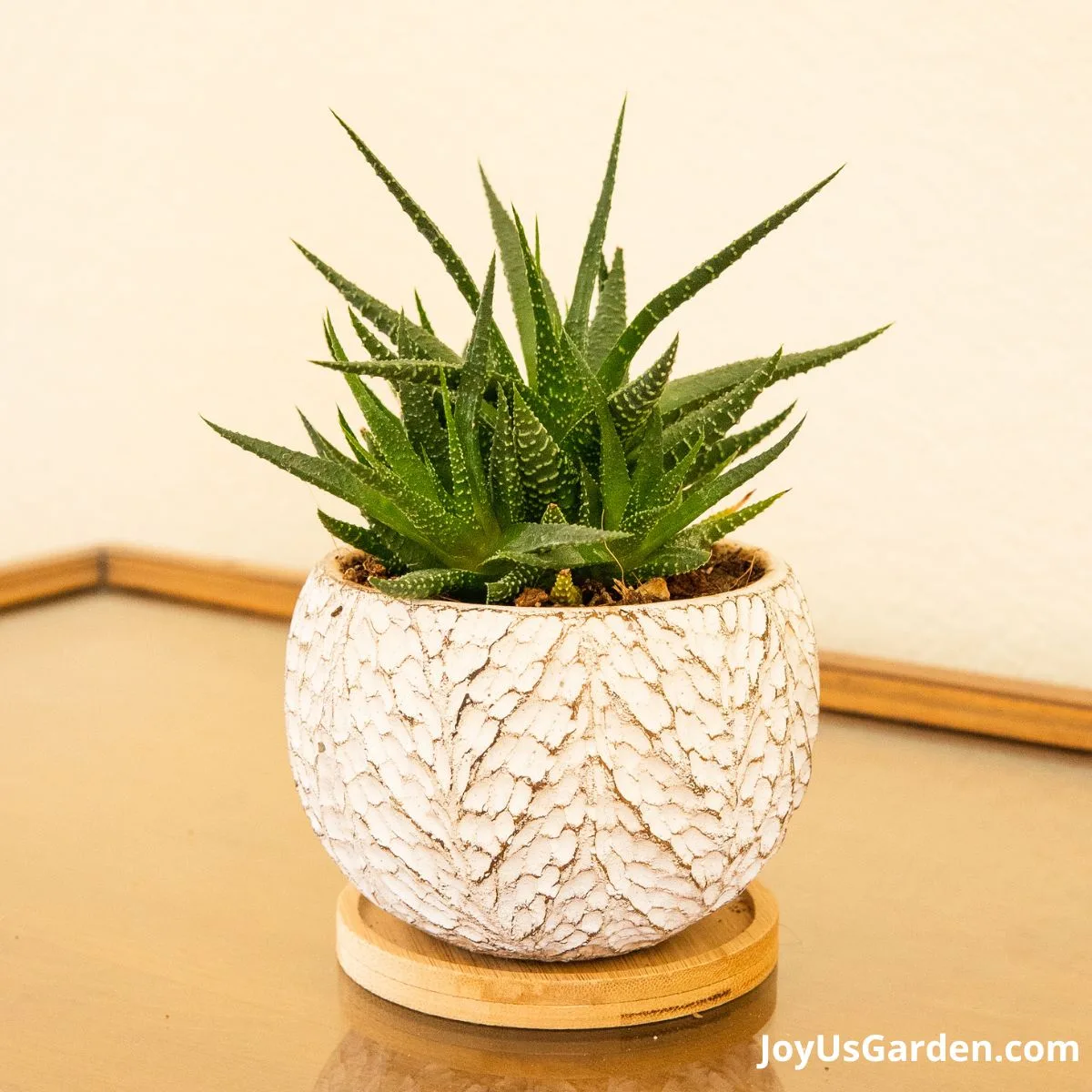 A haworthia zebra plant is growing in a white planter.