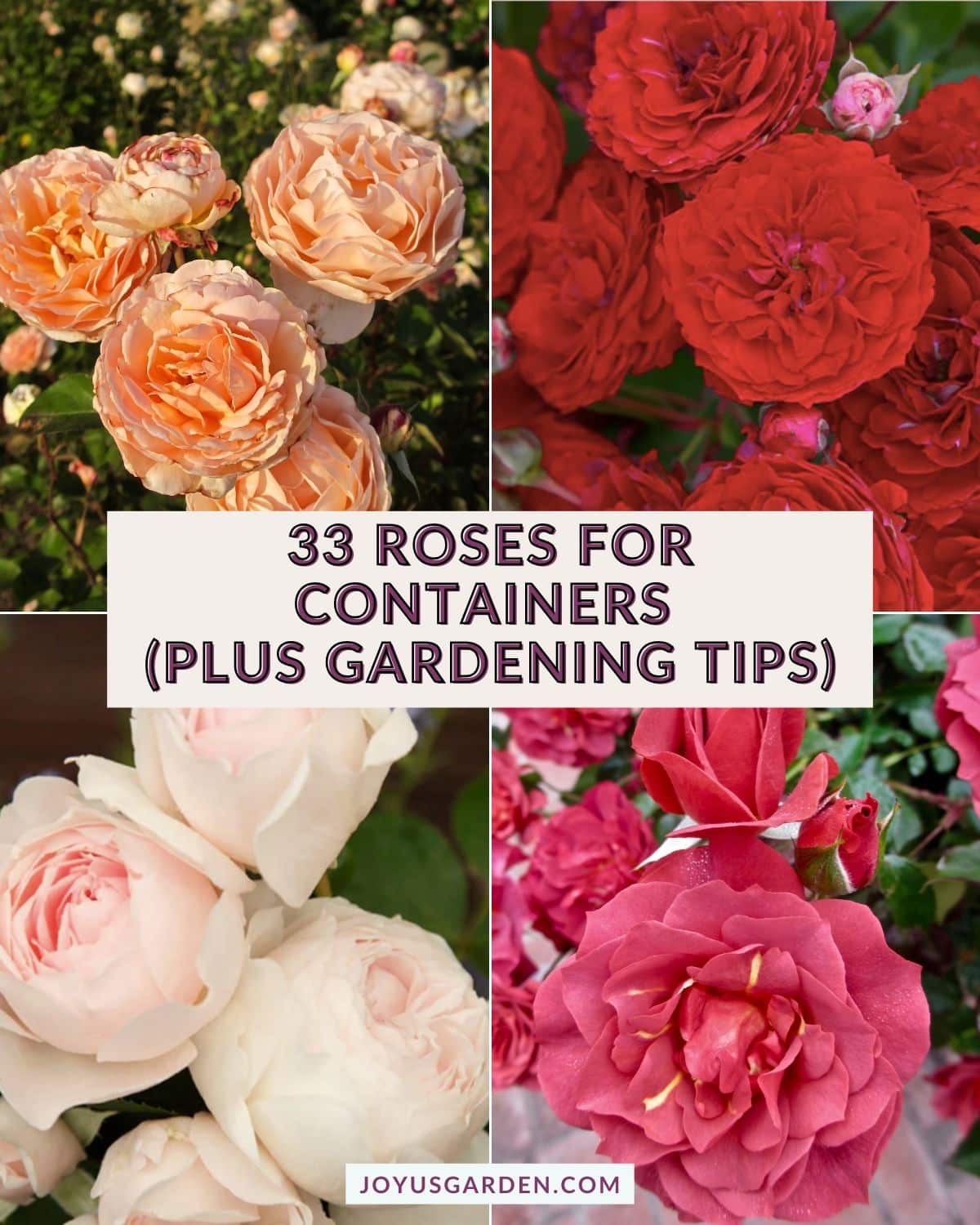 33 Roses For Containers; Plus Care & Growing Tips