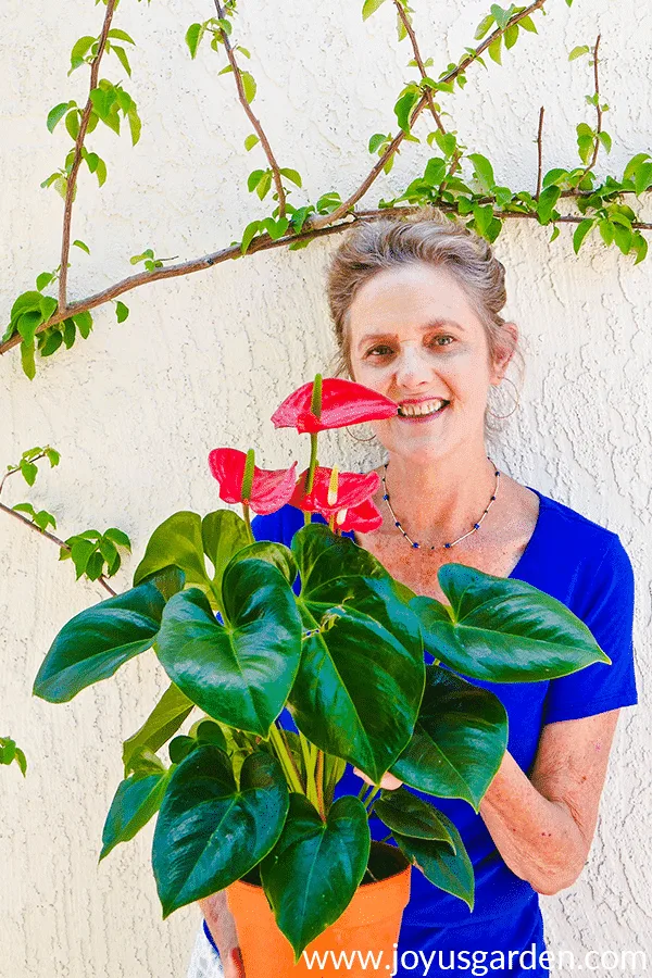 Nell foster of joy us garden holds an anthurium plant aka flamingo flower with red flowers.