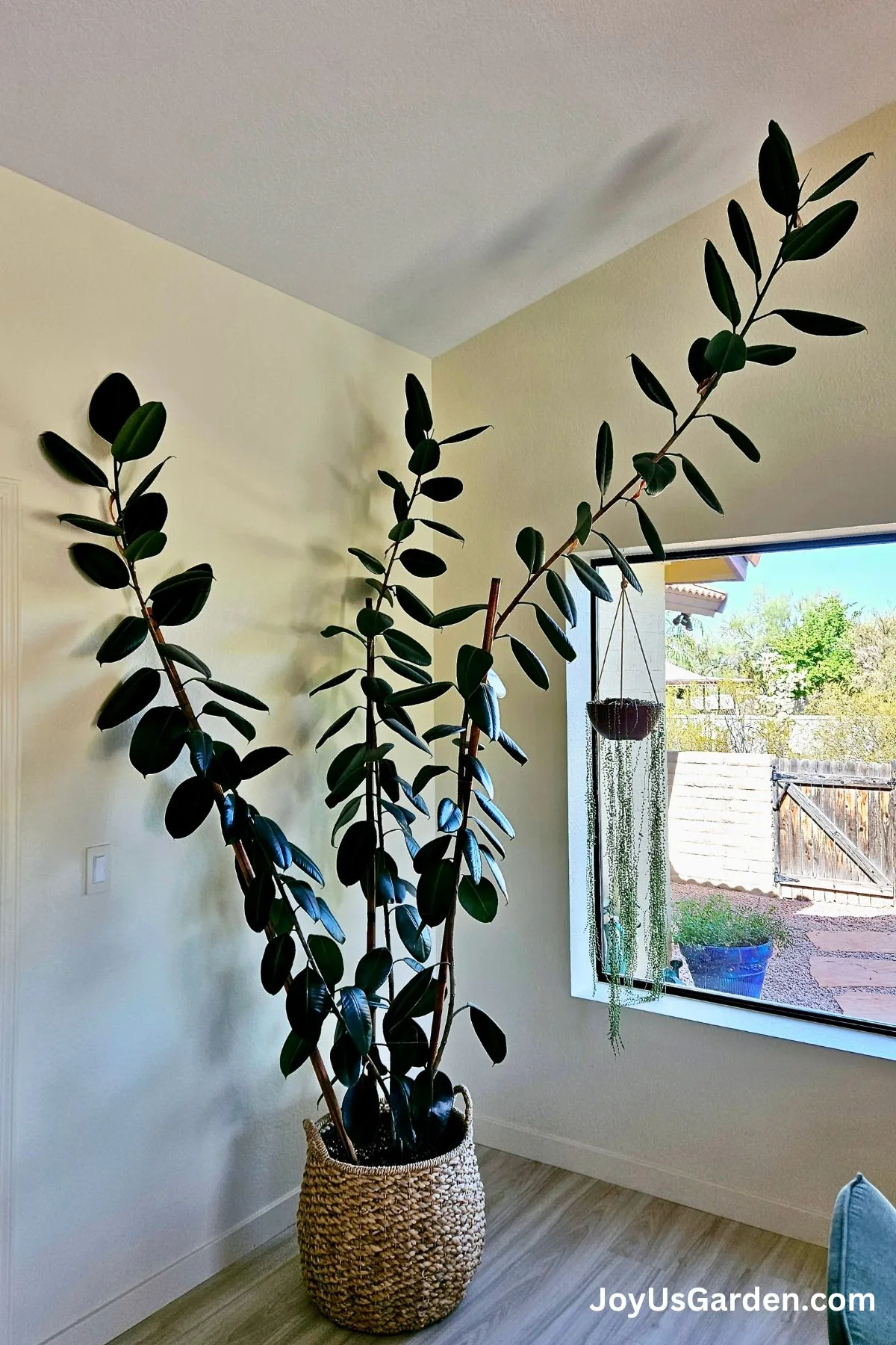 A very large ficus elastica rubber tree grows in the corner of a room in a plant basket. 