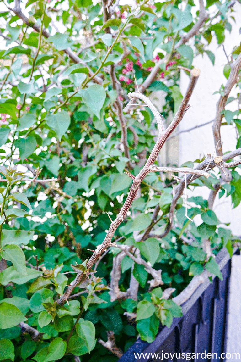 How to Care for Bougainvillea After Hard Freeze Damage