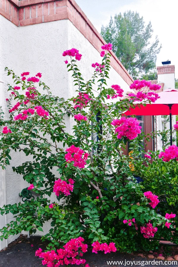 bougainvillea barbara karst in bloom after being pruned winter freeze damage