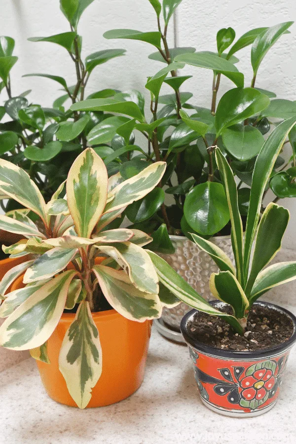 2 peperomias & a snake plant in ceramic pots sit on a vanity next to a mirror