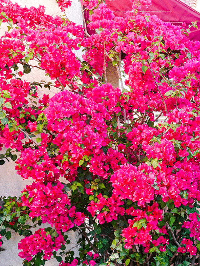 Bougainvillea After Freeze