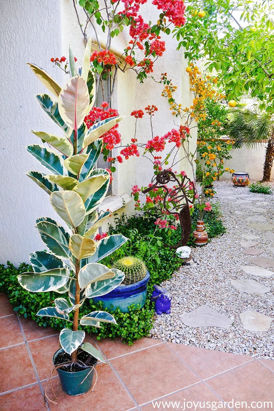 Tall variegated rubber tree plant in outdoor desert garden.