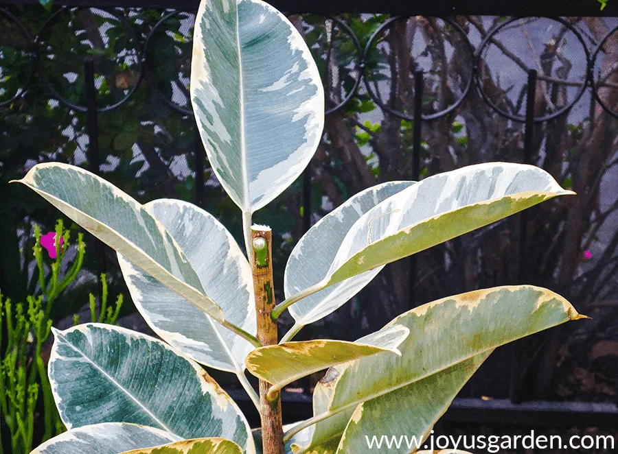 The top of a variegated rubber tree rubber plant ficus elastica which has been cut off.