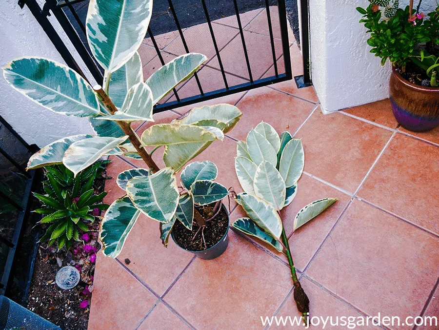 A variegated ficus elastica in a green grow pot stands next to the top of the plant which has been air layered and cut off.