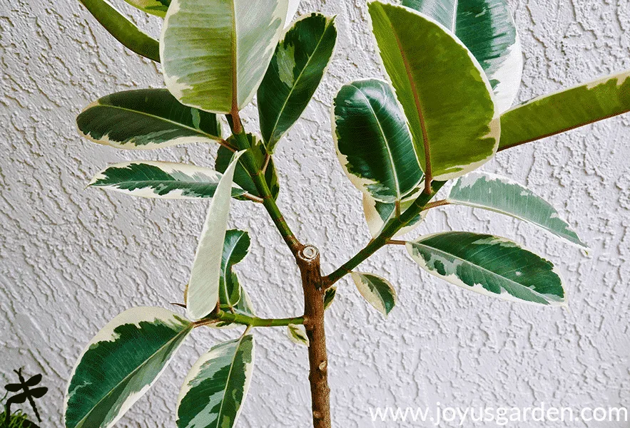 The branching at the top of a beautiful variegated rubber tree rubber plant ficus elastica.