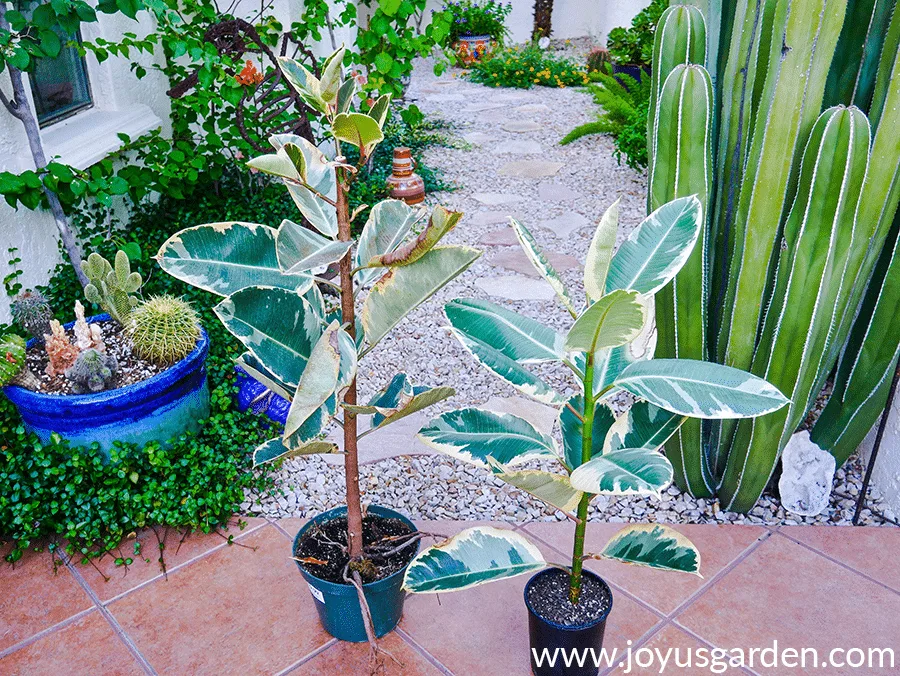 Two variegated rubber trees ficus elasticas stand side by side in a desert garden.