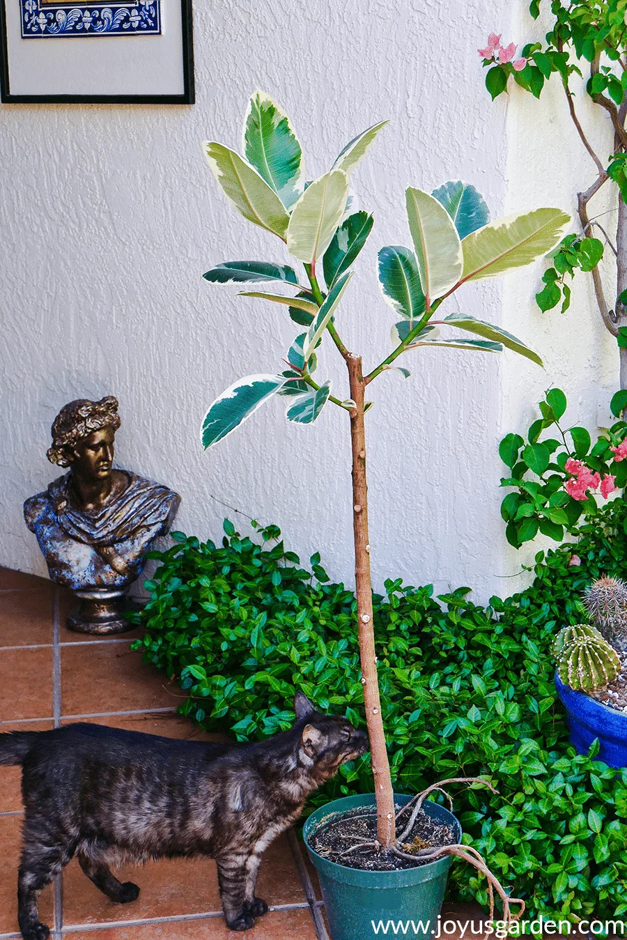 Rubber tree plant is growing outdoors in a grow pot, a house cat is touching its trunk. 