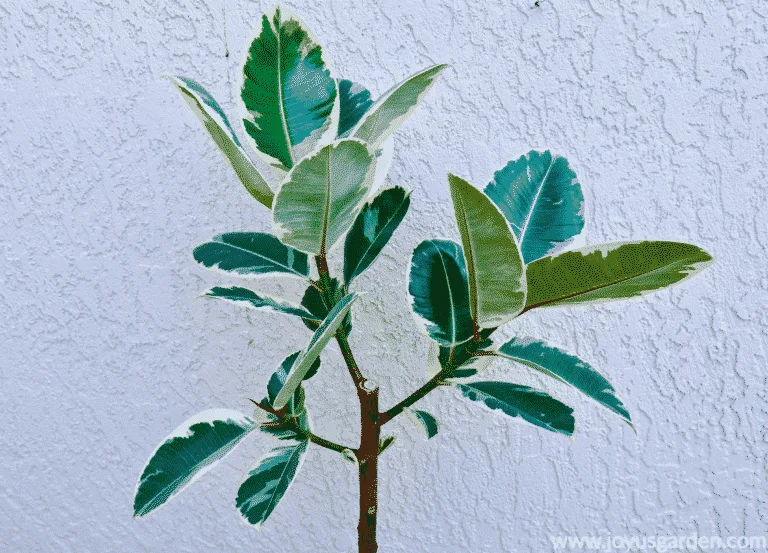 Close up of the branching of a variegated rubber tree rubber plant ficus elastica.