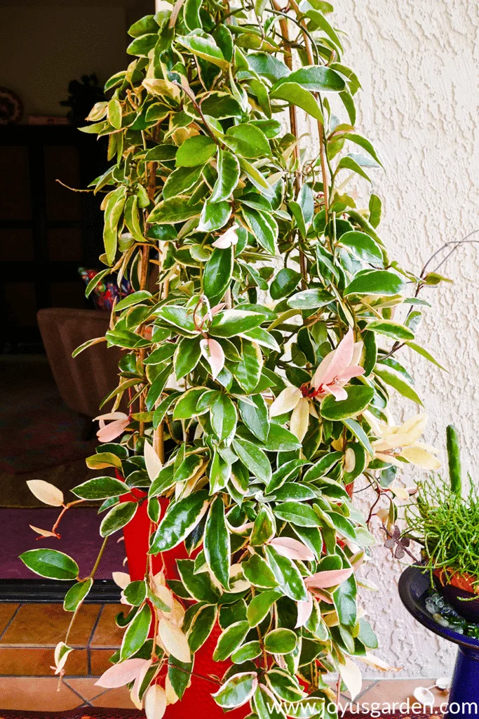 a large variegated hoya plant in a tall red pot grows up & over bamboo hoops 