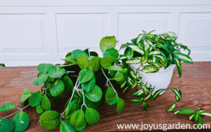 Hoya Houseplant Repotting: When, How & The Mix To Use