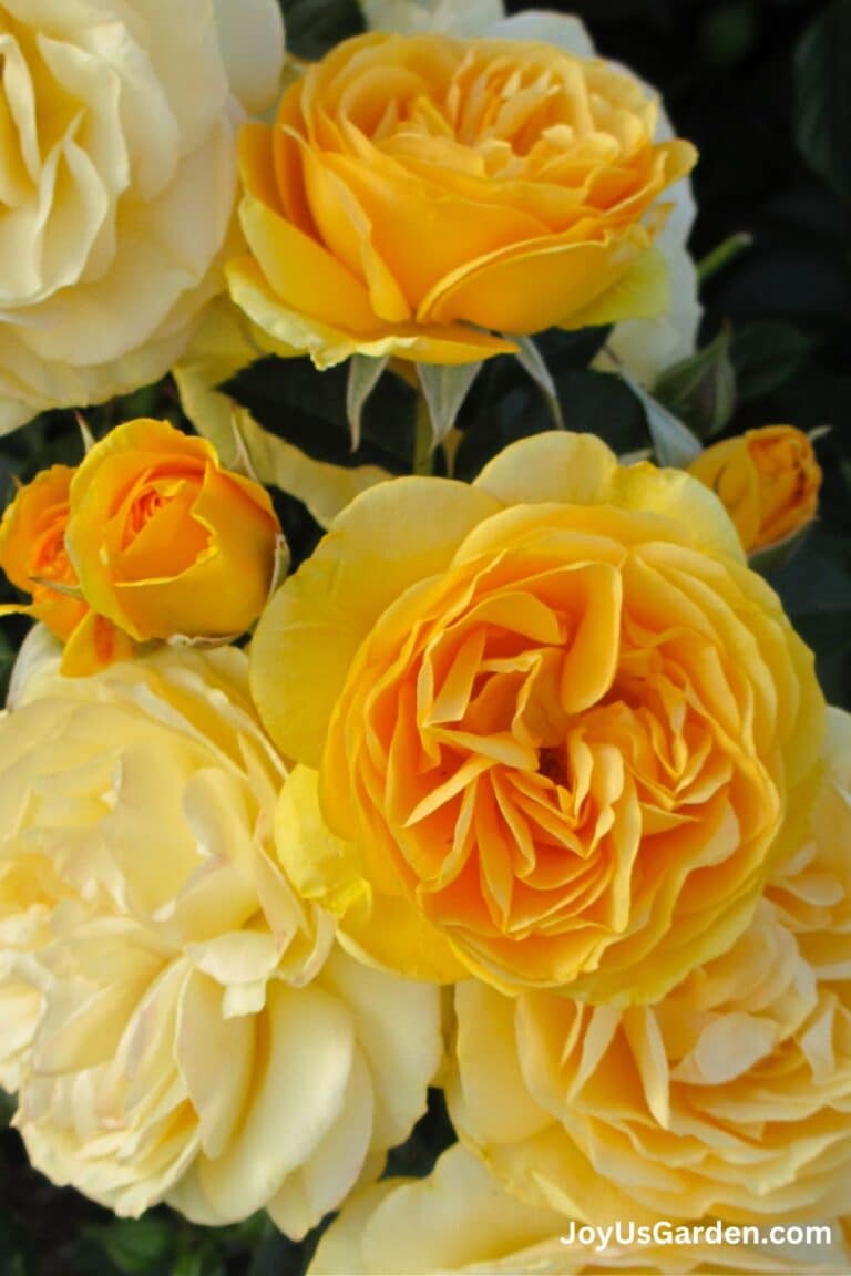 Close up of the beautiful yellow flowers of a julia child rose.