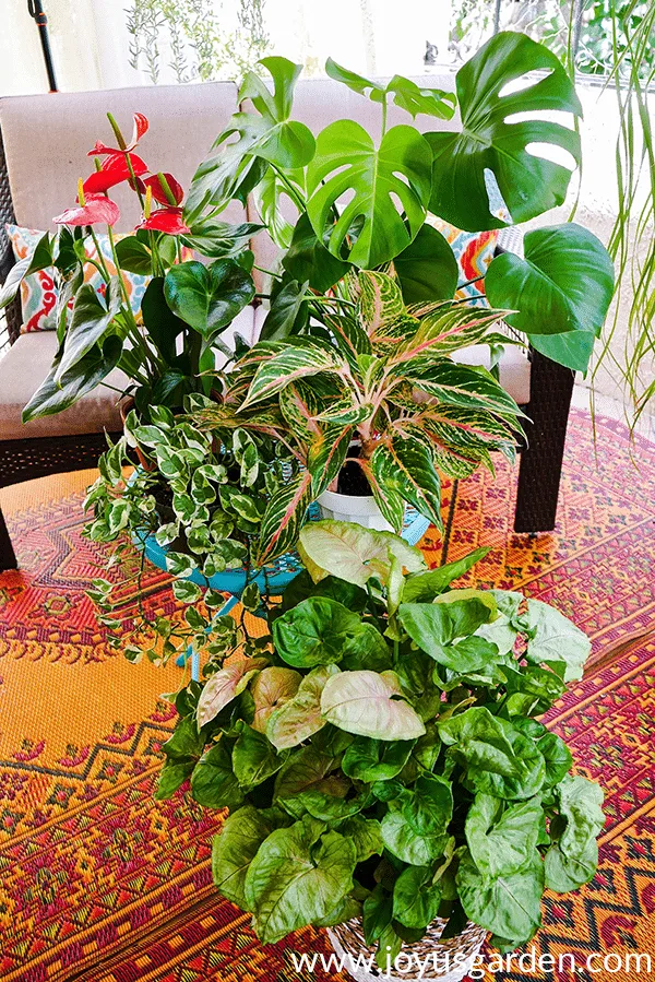 An anthurium in bloom monstera bright lights pothos 'njoy agalonema & arrowhead plant sit on a table on a patio.