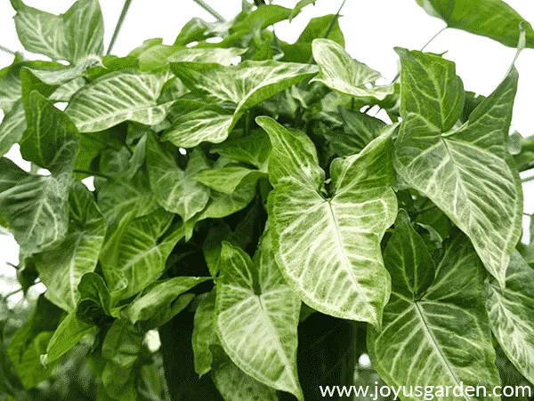 Close of of an arrowhead plant syngonium podophyllum in a greenhouse.