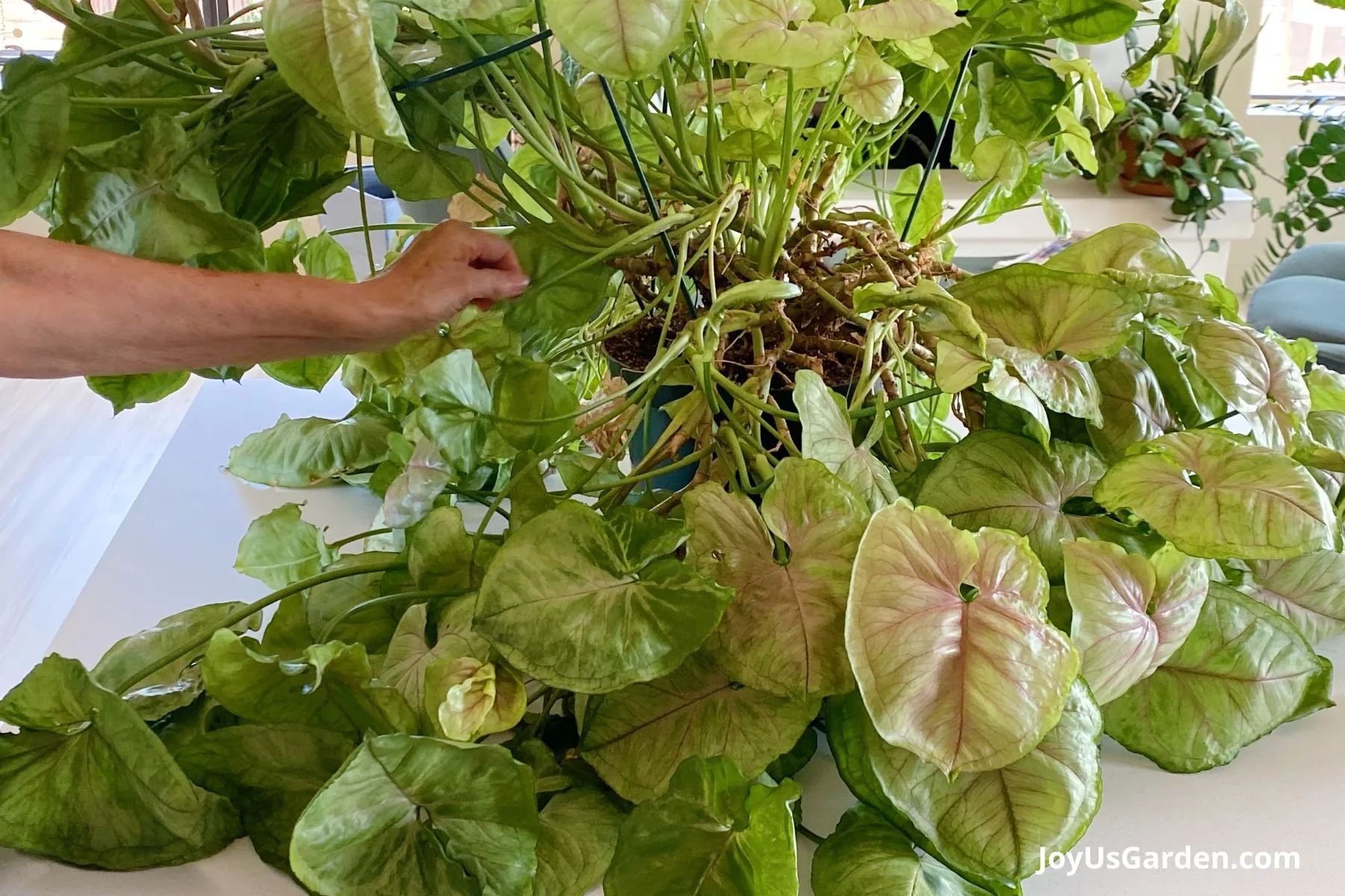 A large leggy arrowhead plant sits atop a kitchen counter, womans hand is touching the foliage. 