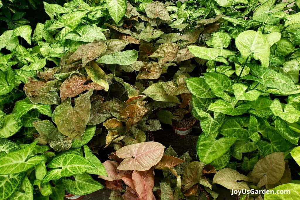 Multiple arrowhead plants are being grown in 4 inch grow pots in a nursery. 