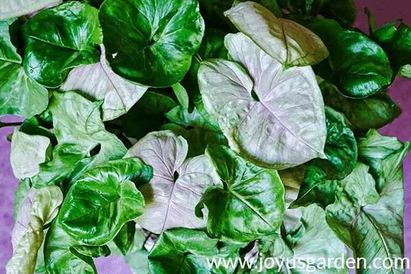 Close up of the beautiful green & pink foliage of an arrowhead plant syngonium bold allusion.