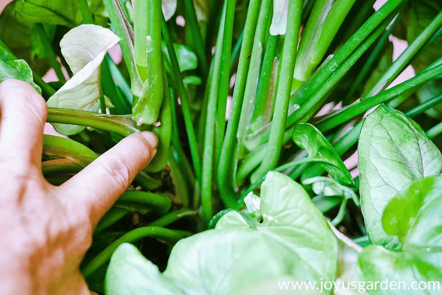 A finger points to roots appearing from a node of an arrowhead plant.