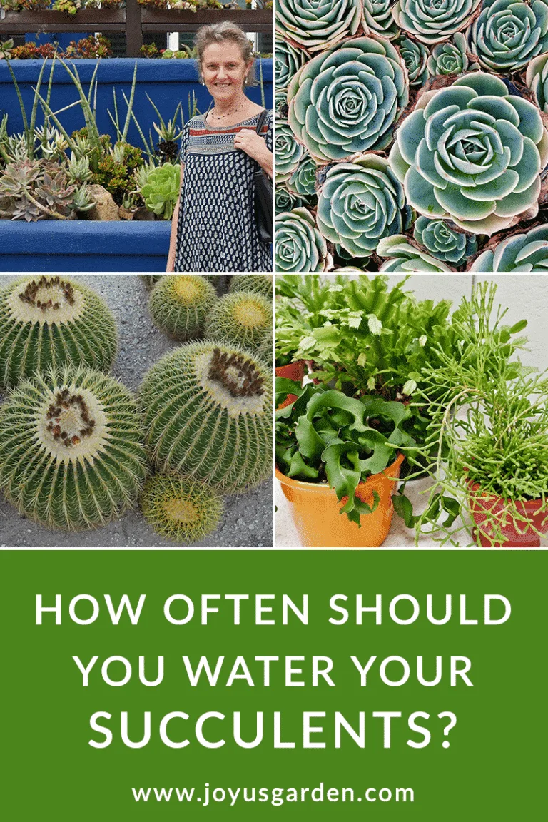 4 photo collage of different types of succulents and cacti. nell foster featured in photo in front of succulent tapestry text reads how ofter should you water succulents? joyusgarden.com