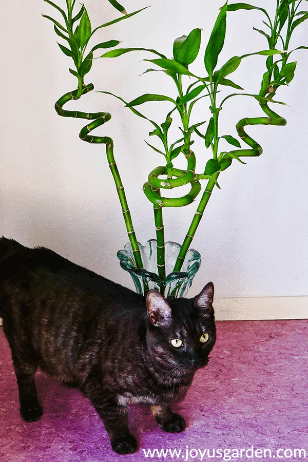 3 stalks or canes of lucky bamboo dracaena sanderiana in a clear vase sit ion the floor behind a grey cat