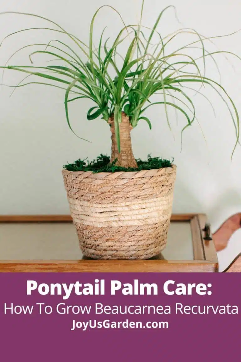 Ponytail palm in plant basket on tea cart text reads Ponytail Palm Care: How To Grow Beaucarnea Recurvata joyusgarden.com