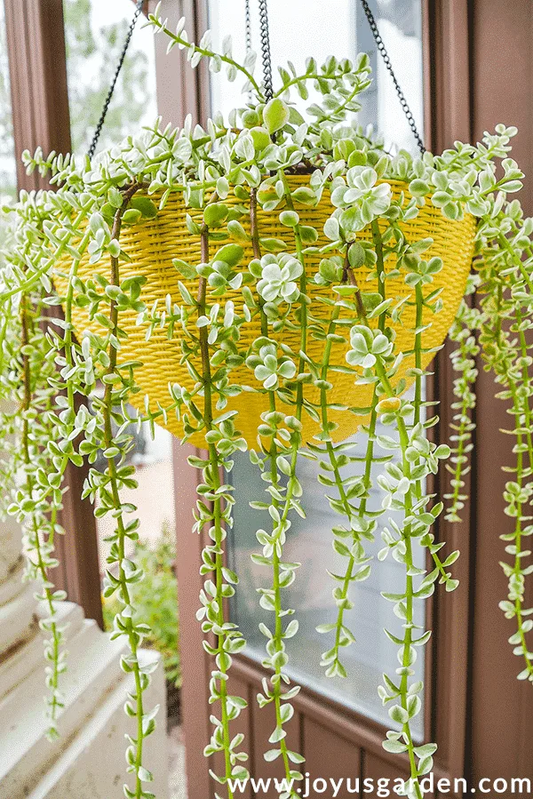 a variegated elephant bush portulacaria afra trails over a bright yellow pot