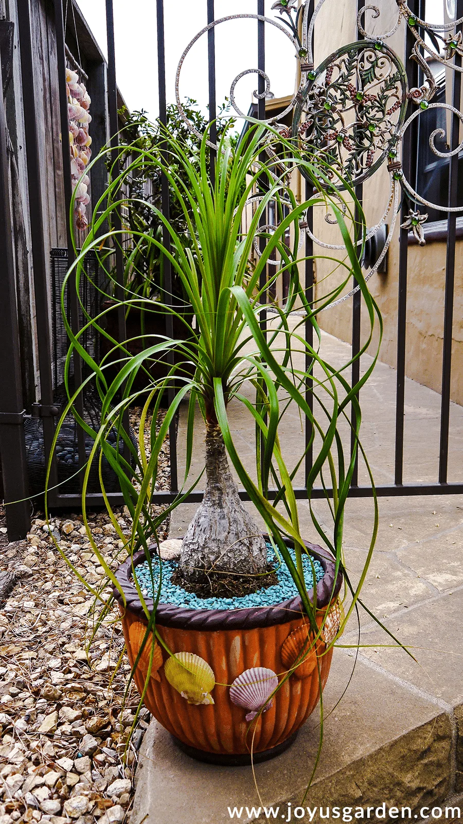 A 3' ponytail palm plant grows in a pot decorated with colorful seashells.