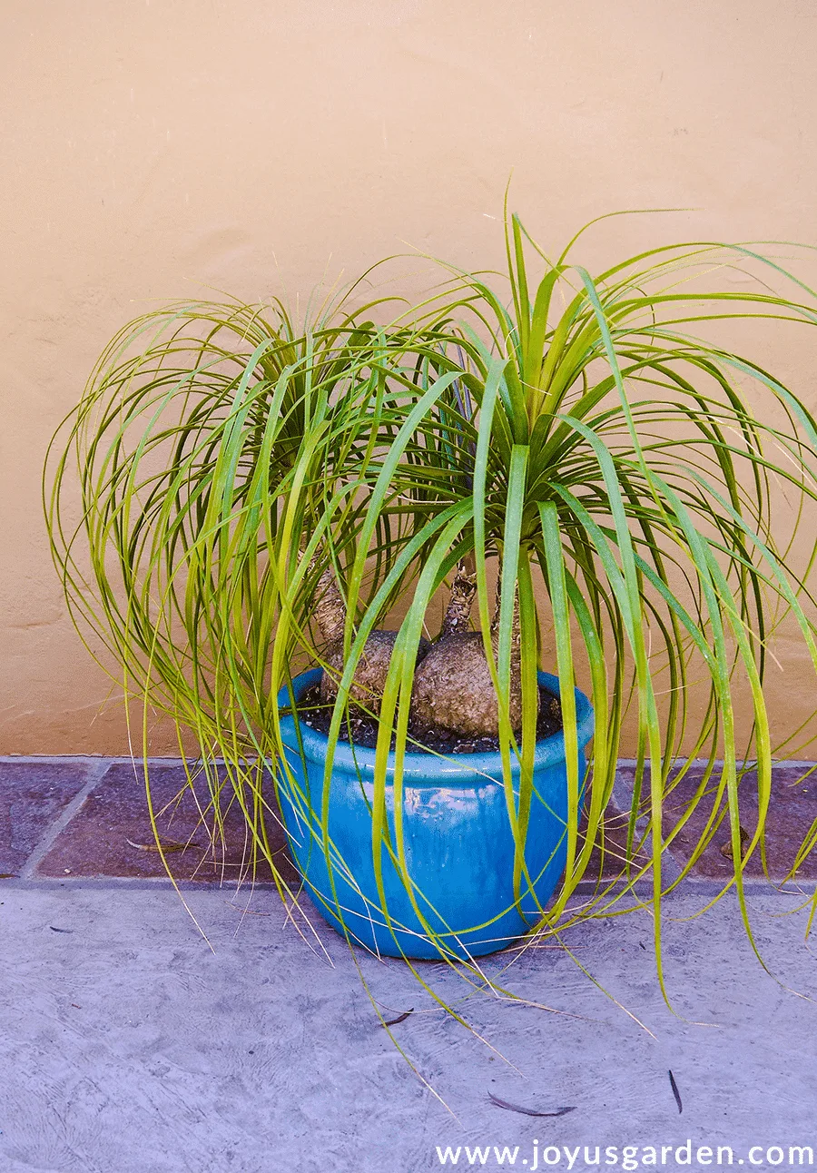 Three-headed ponytail palm in blue pot outdoors. 