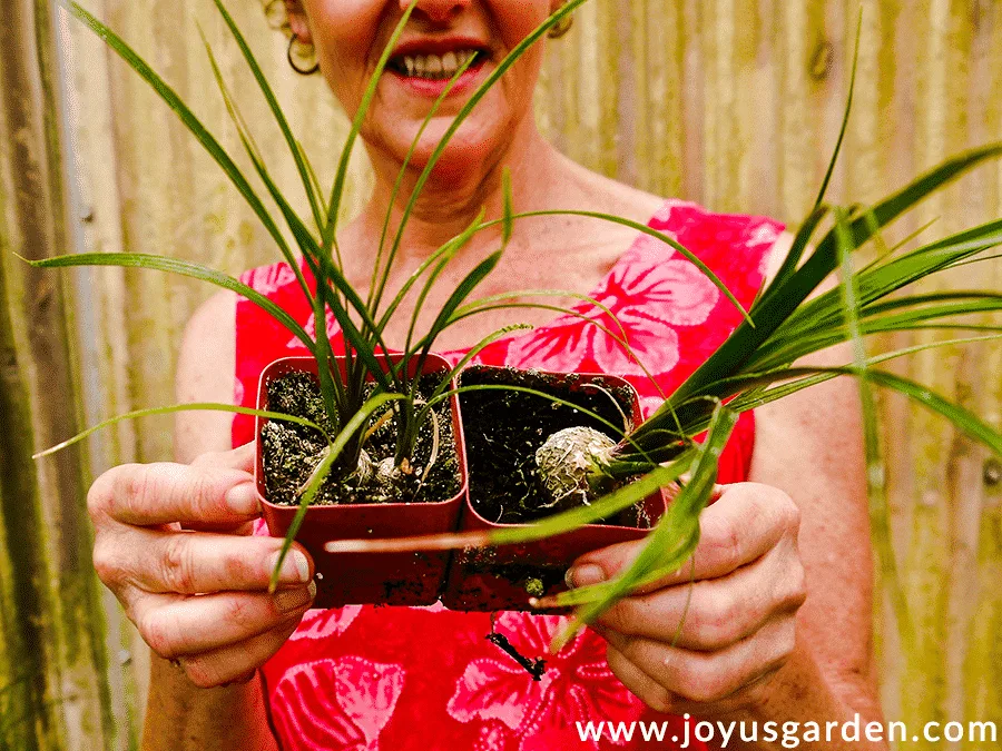 Nell foster of joy us garden holds 2 small ponytail palm plants in 2 small pots.