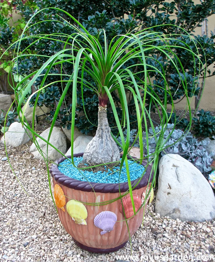 a ponytail palm grows outdoors in a terra cotta pot decorated with colored shells