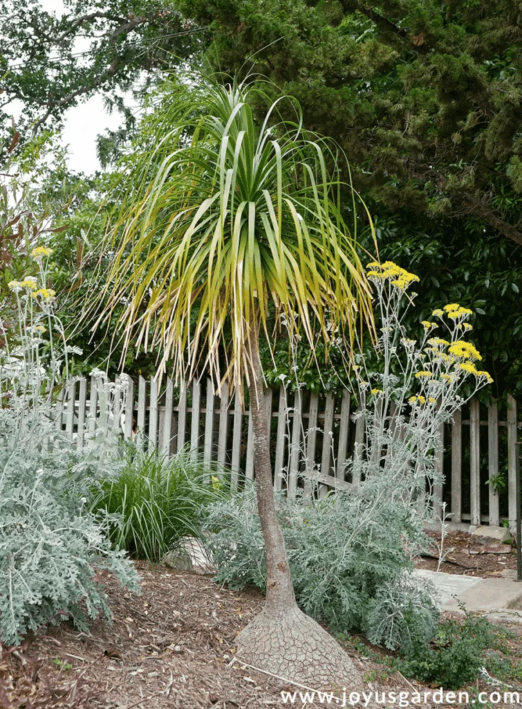 a tall ponytail palm beaucarnea recurvata with yellowish leaves grows  in a garden