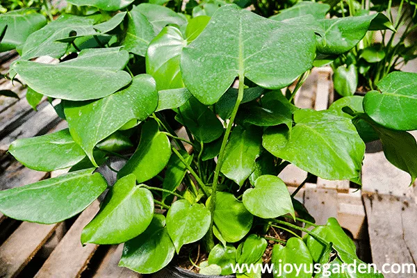 A monstera deliciosa split leaf philodendron with no splits or holes grows in a greenhouse.