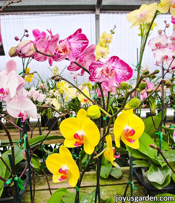 Phalaenopsis moth orchids growing in a greenhouse with yellow pink & white flowers.