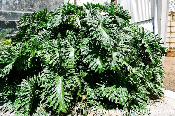 A very large philodenron selloum grows outside a greenhouse.