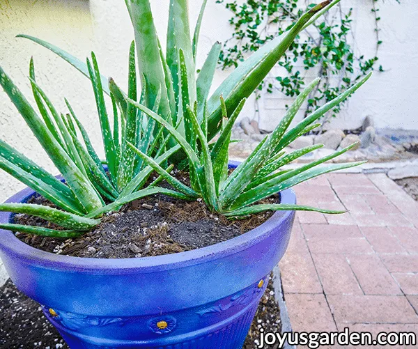 aloe vera plants grow in a large blue pot next to a brick walkway