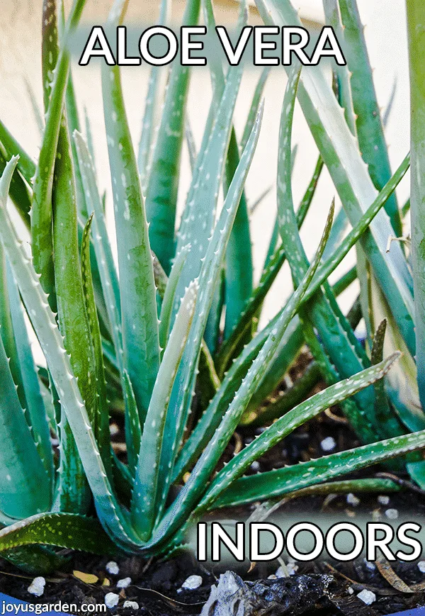 close of of aloe vera plants the text reads aloe vera indoors