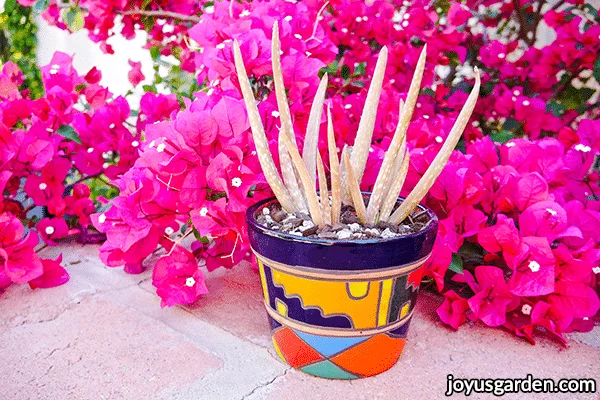 a small aloe vera plant in a colorful talavera plant sits in front of bright pink bougainvillea