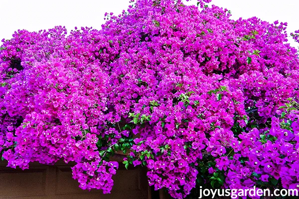 Bright magenta bougainvillea in massive bloom.