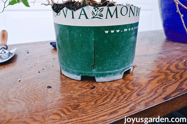 A green grow pot with monrovia on it has been cut down and slit.