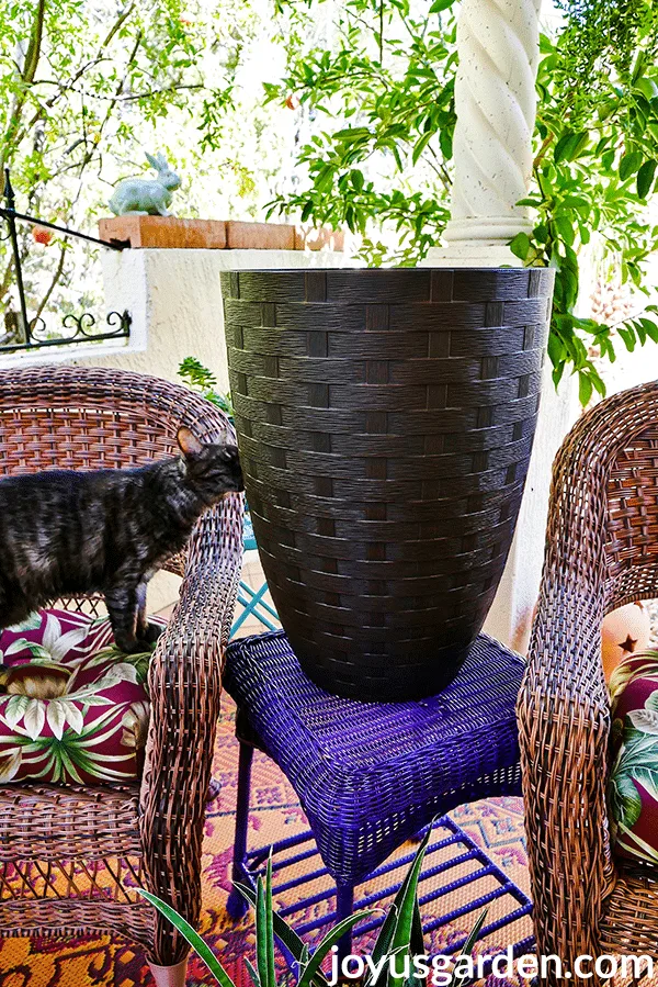 A tall brown pot sits outside on a purple table a grey kitty is sniffing the pot.