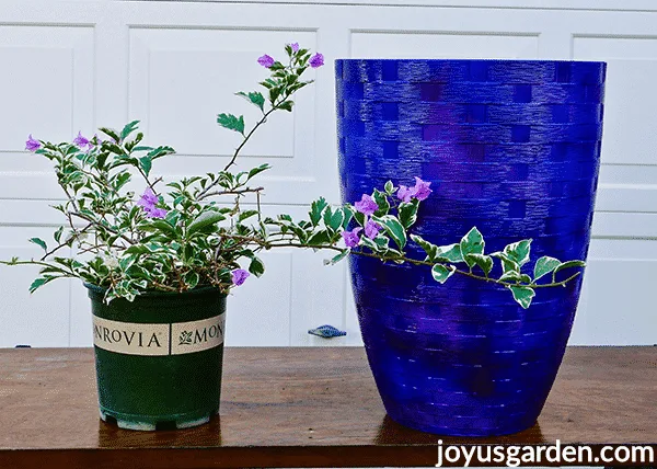 A green and white variegated bougainvillea with lavender flowers sits next to a tall blue urn pot on a table.