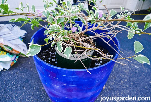 Looking down at a bougainvillea in a grow pot which sits inside a tall blue pot.